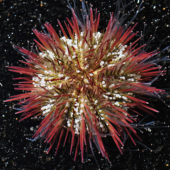 Pincushion Urchin (Lytechinus variegatus)