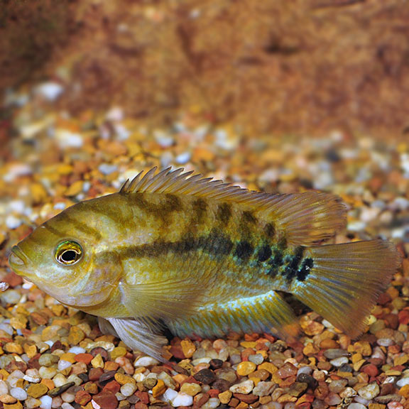 Rainbow Cichlid (Herotilapia multispinosa)