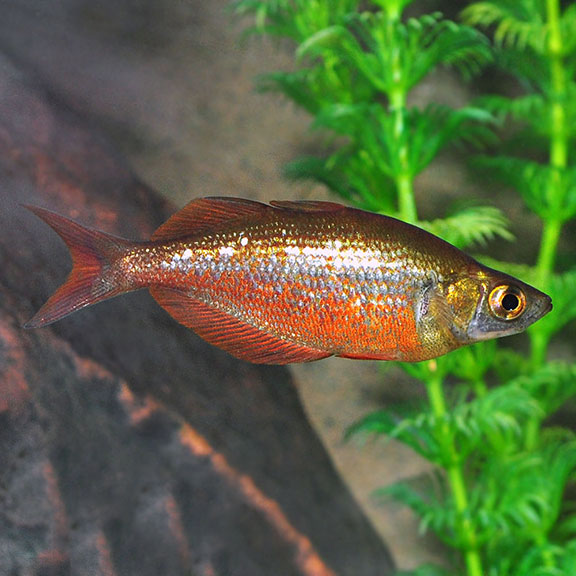 Red New Guinea Rainbowfish (Glossolepis incisus)