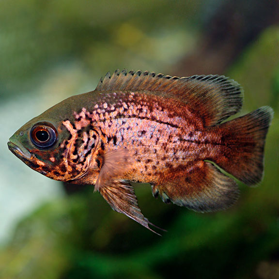 Red Oscar (Astronotus ocellatus)