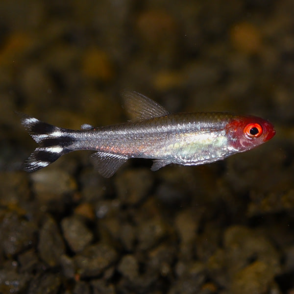 Tank-Raised Rummynose Tetra (Hemigrammus bleheri)