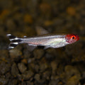 Rummynose Tetra (Hemigrammus bleheri)