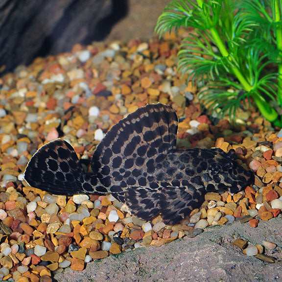Leopard Sailfin Pleco (Pterygoplichthys gibbiceps)