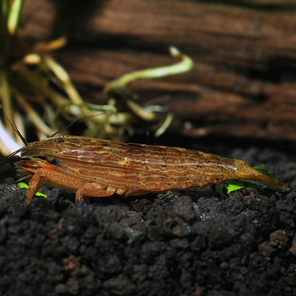 Bamboo Shrimp (Atyopsis moluccensis)