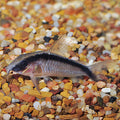 Corydoras Arcuatus (Skunk)