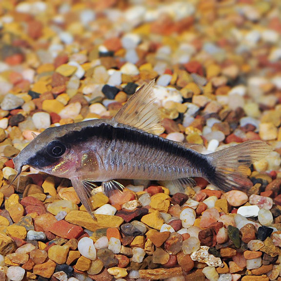 Corydoras Arcuatus (Skunk)