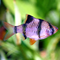 Tiger Barb (Puntius tetrazona)