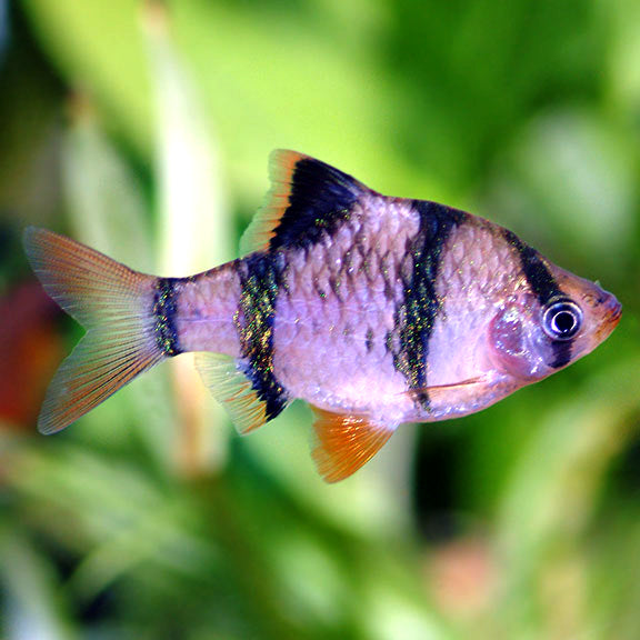 Tiger Barb (Puntius tetrazona)