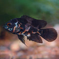 Red Tiger Oscar
