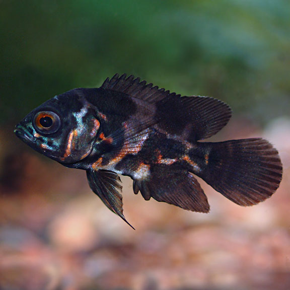 Wild Oscar (Astronotus ocellatus)