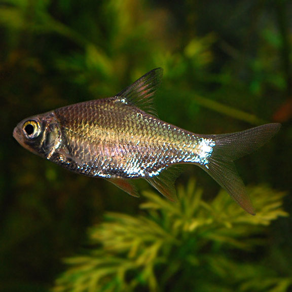 Redtail Tinfoil Barb (Barbonymus schwanenfeldii)