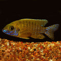 Yellow Peacock Cichlid (Aulonocara sp.)