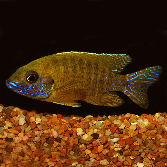 Yellow Peacock Cichlid (Aulonocara sp.)