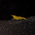 Yellow Cherry Shrimp (Neocaridina davidi)