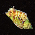 Fighting Conch Snail