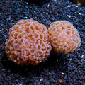 Branching Bicolor Hammer Coral (Euphyllia sp.) Colony