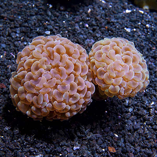 Branching Bicolor Hammer Coral (Euphyllia sp.) Colony
