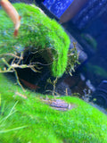 Marimo Moss Ball