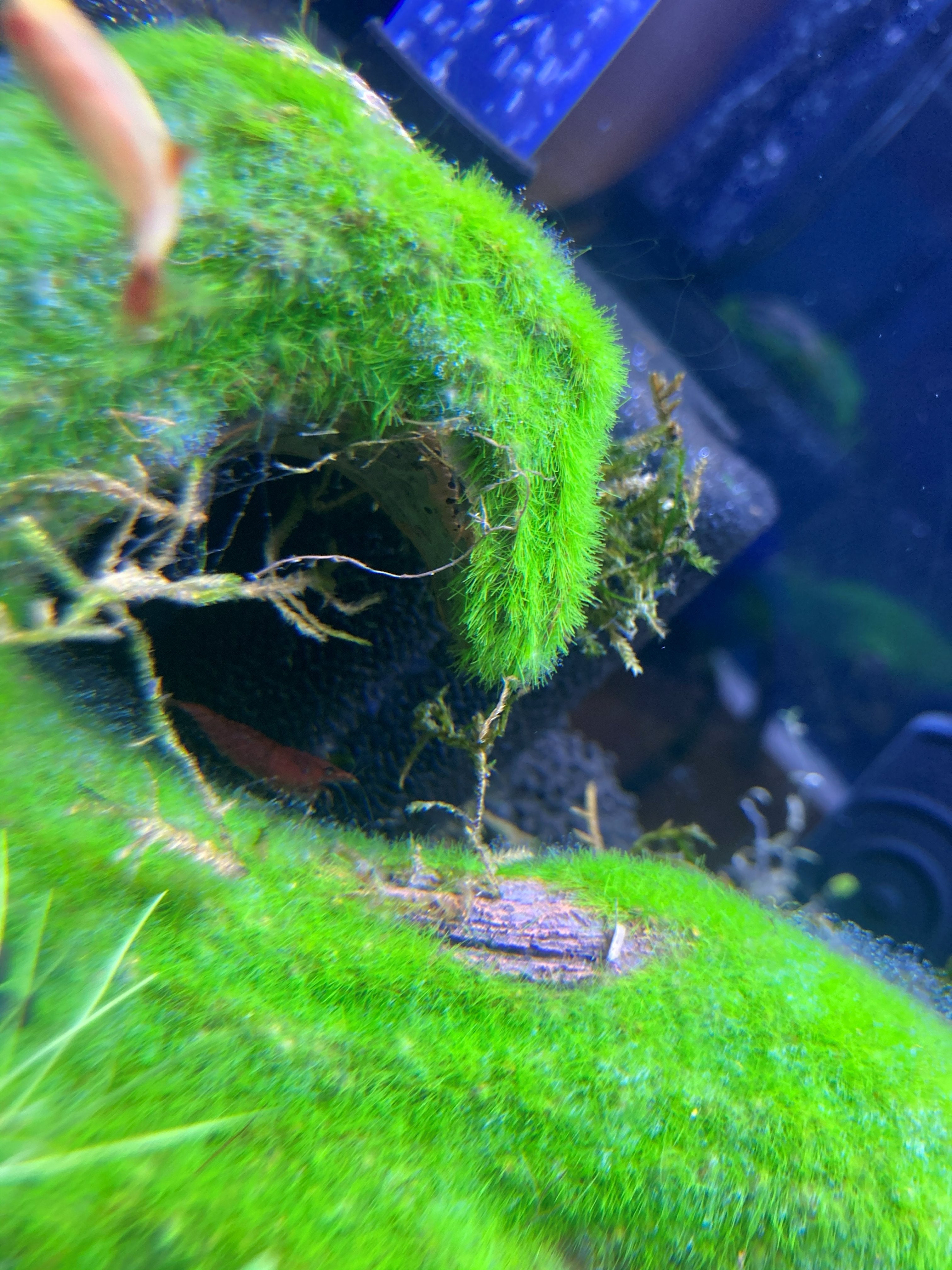 Marimo Moss Ball