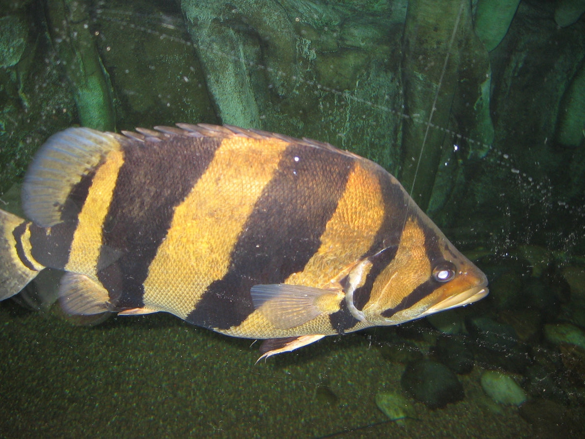 4-Bar Datnoid (Datnioides sp.)