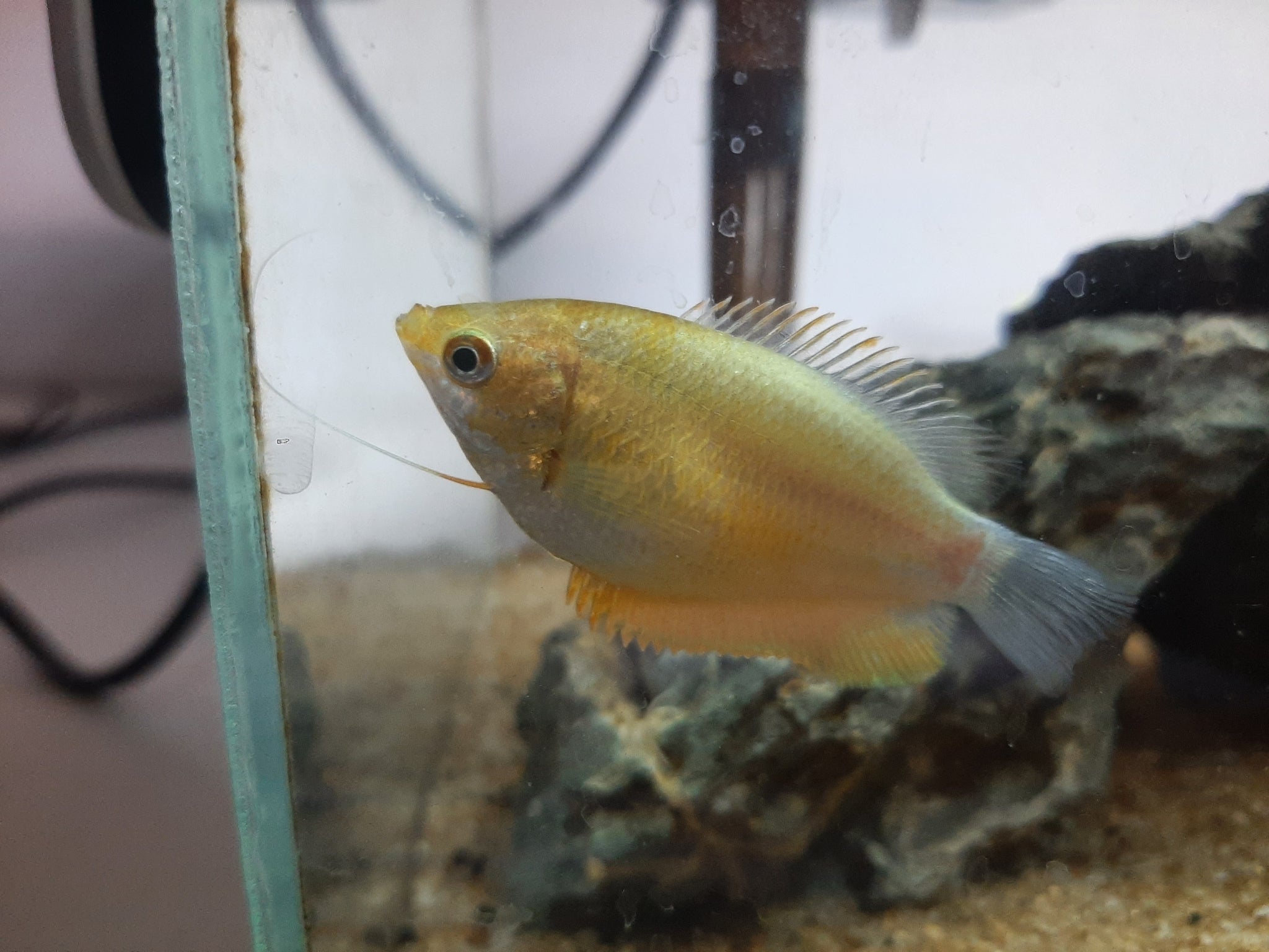 Sunset Thicklip Gourami (Trichogaster labiosa) — photo: Daniel Schelesky, CC BY, via iNaturalist