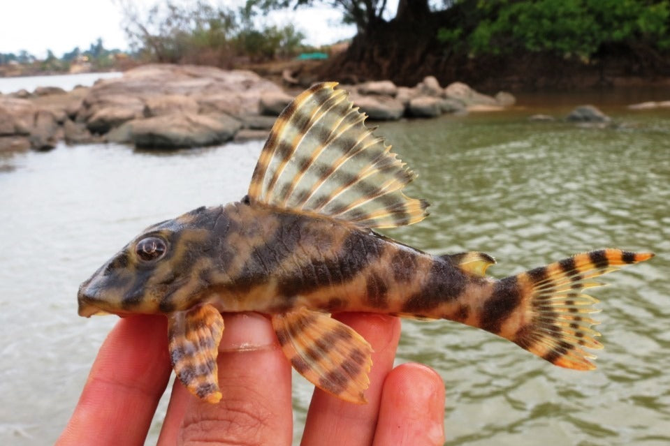 Candy Striped Pleco L015 (Peckoltia vittata) — photo: Gabriel Lelis Togni, CC BY, via iNaturalist