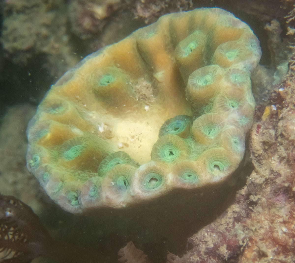 Green Pagoda Cup Coral (Turbinaria sp.)