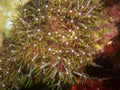 Neon Green Star Polyp