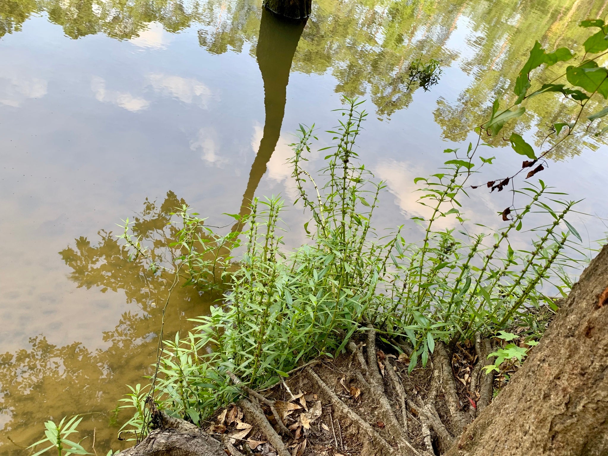 Hygrophila Lacustris — photo: Laura Clark, CC BY, via iNaturalist