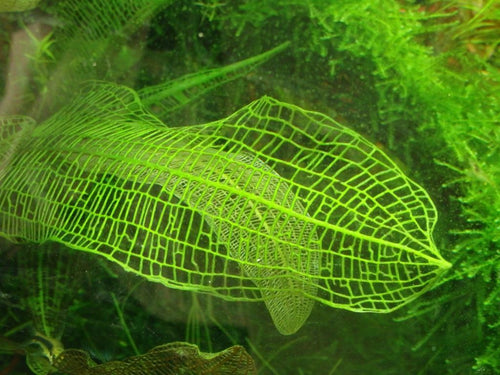 Aponogeton Henkelianus (Aponogeton madagascariensis var. henkelianus) — photo: Yasuaki Kobayashi, CC BY, via iNaturalist