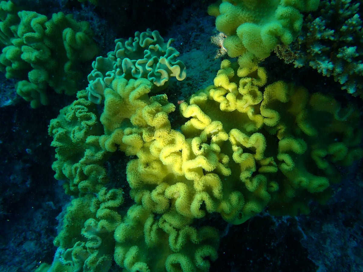 Gold Toadstool Leather Coral (Sarcophyton sp.)