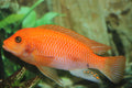 Cherry Red Zebra Cichlid