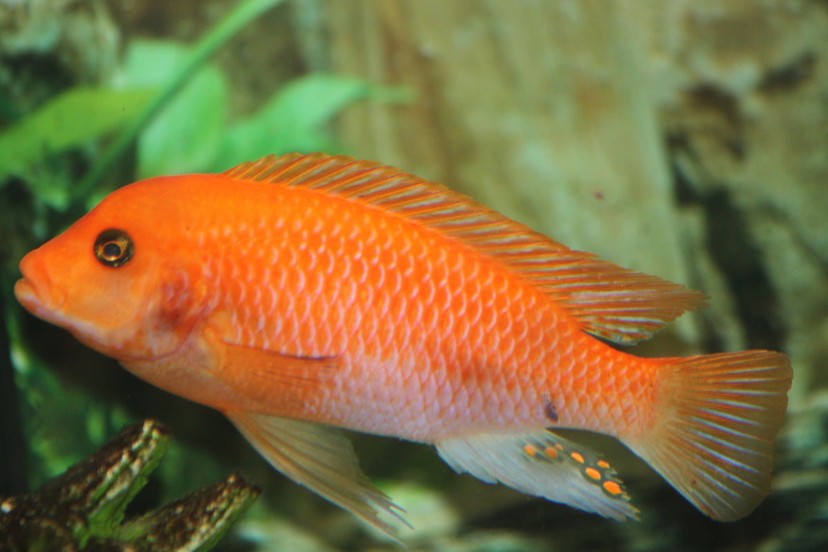 Cherry Red Zebra Cichlid