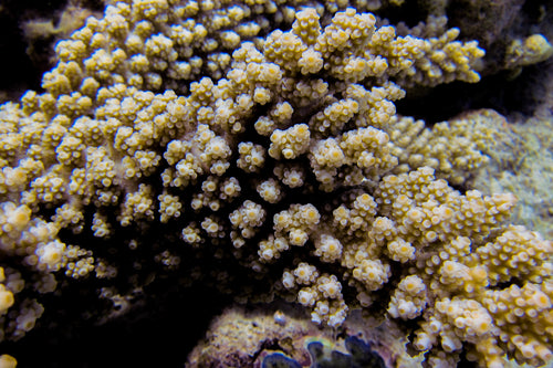 Acropora Frag (Acropora sp.) — photo: Ryan McMinds, CC BY, via iNaturalist