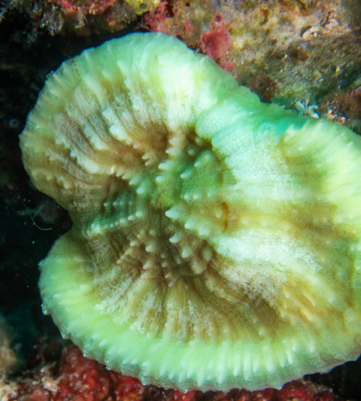 Neon Green Lobophyllia Coral
