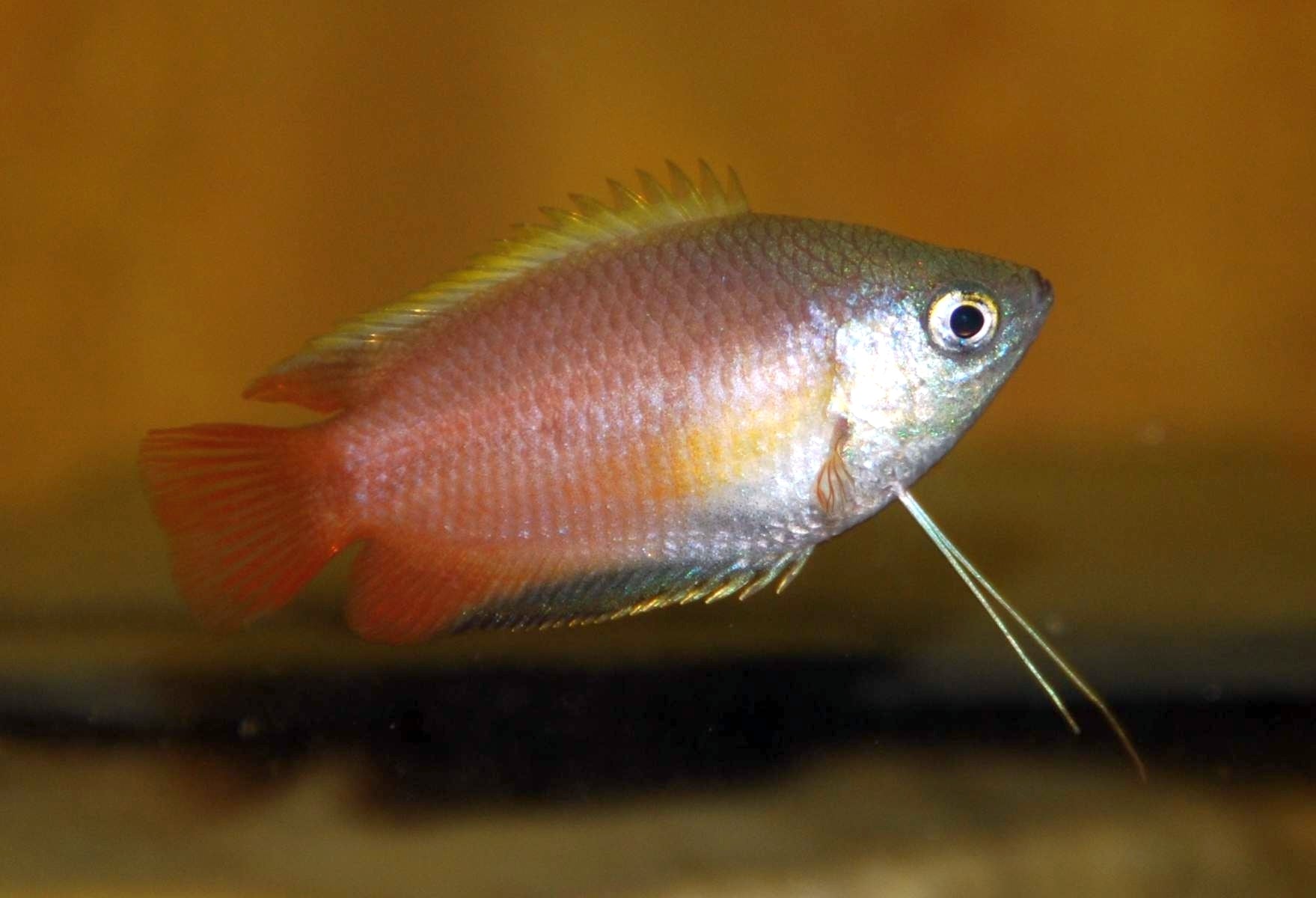 Flamingo Honey Gourami (Trichogaster chuna) — photo: Made be Uploader, CC BY-SA, via iNaturalist