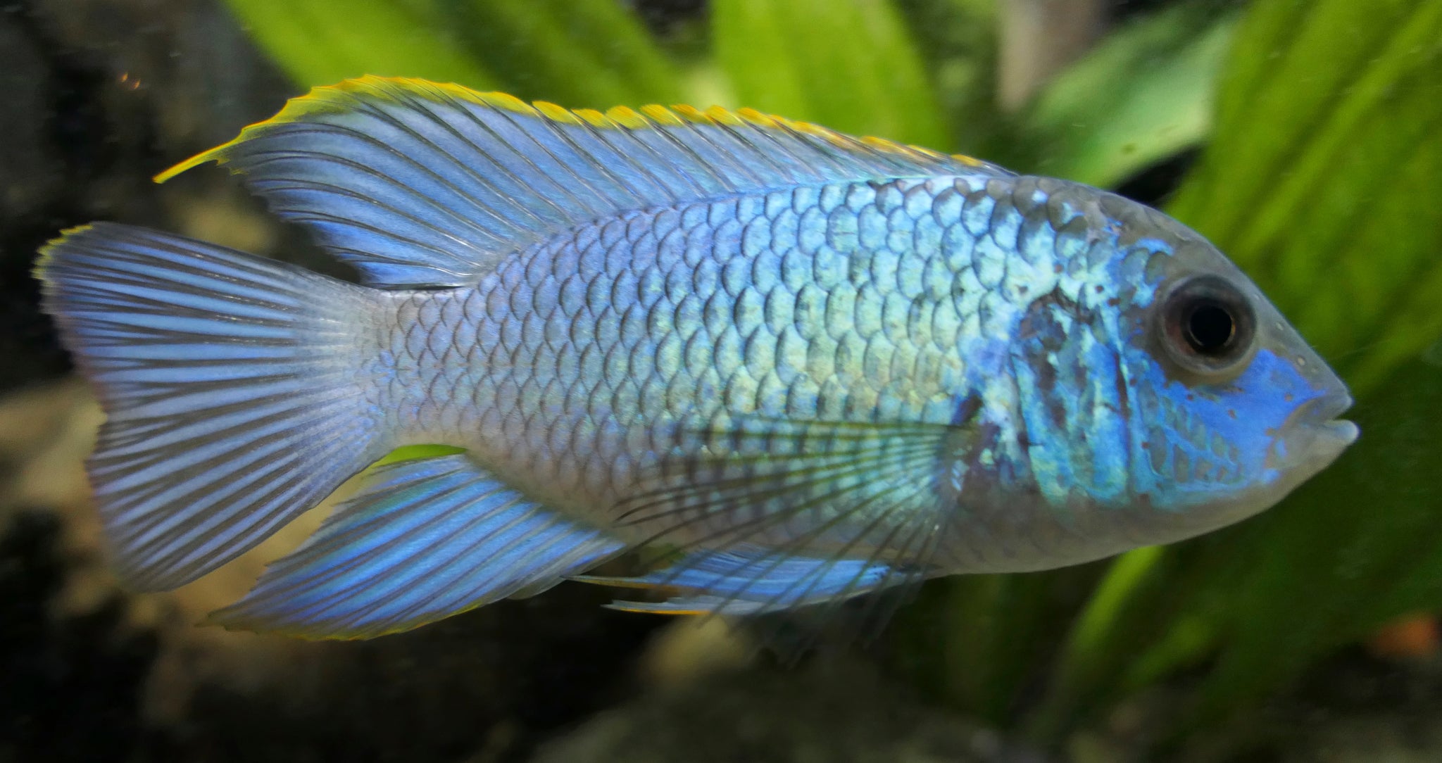 Electric Blue Acara (Andinoacara pulcher 'Electric Blue') — photo: 5snake5, Public domain, via iNaturalist
