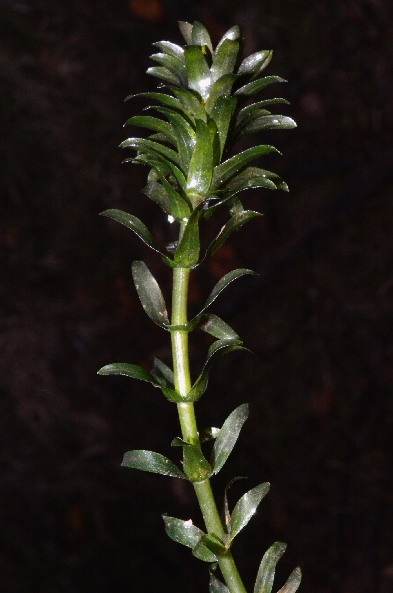 Anacharis Elodea (Egeria densa) — photo: Gabriel Campbell-Martinez, CC BY, via iNaturalist