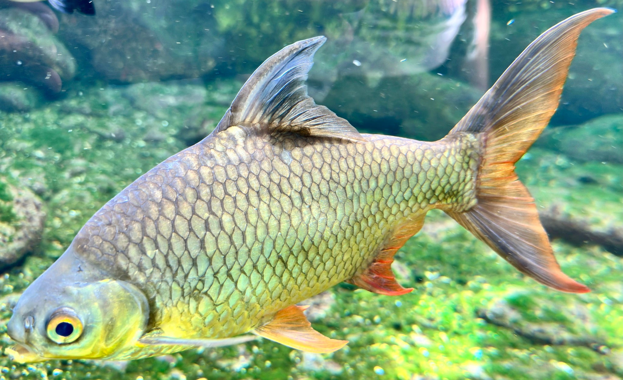 Redtail Tinfoil Barb (Barbonymus schwanenfeldii) — photo: Nick T., CC BY-SA, via iNaturalist