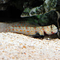 Orange Spotted Shrimp Goby (Amblyeleotris guttata)