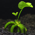 Banana Plant (Nymphoides Aquatica)