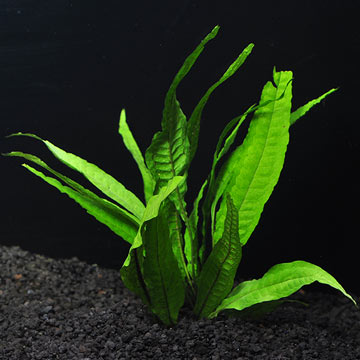Java Fern (Regular)