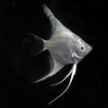 Platinum Angelfish (Pterophyllum scalare)