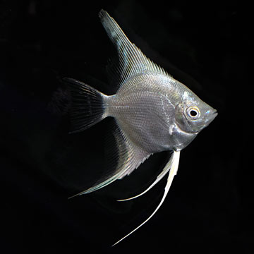 Platinum Angelfish (Pterophyllum scalare)