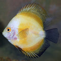 Yellow Marlboro Discus (Symphysodon sp.)
