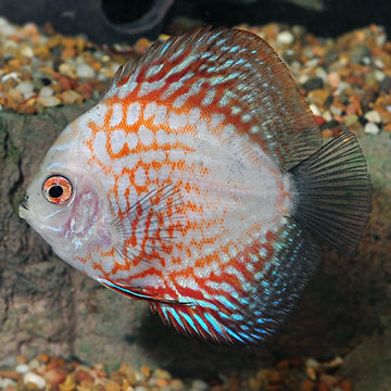 Red Pigeon Checkerboard Discus (Symphysodon sp.)