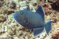 Blue Line Fuscus Triggerfish (Pseudobalistes fuscus) — photo via Wikimedia Commons, CC BY-SA 4.0