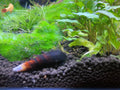 Orange Rabbit Snail