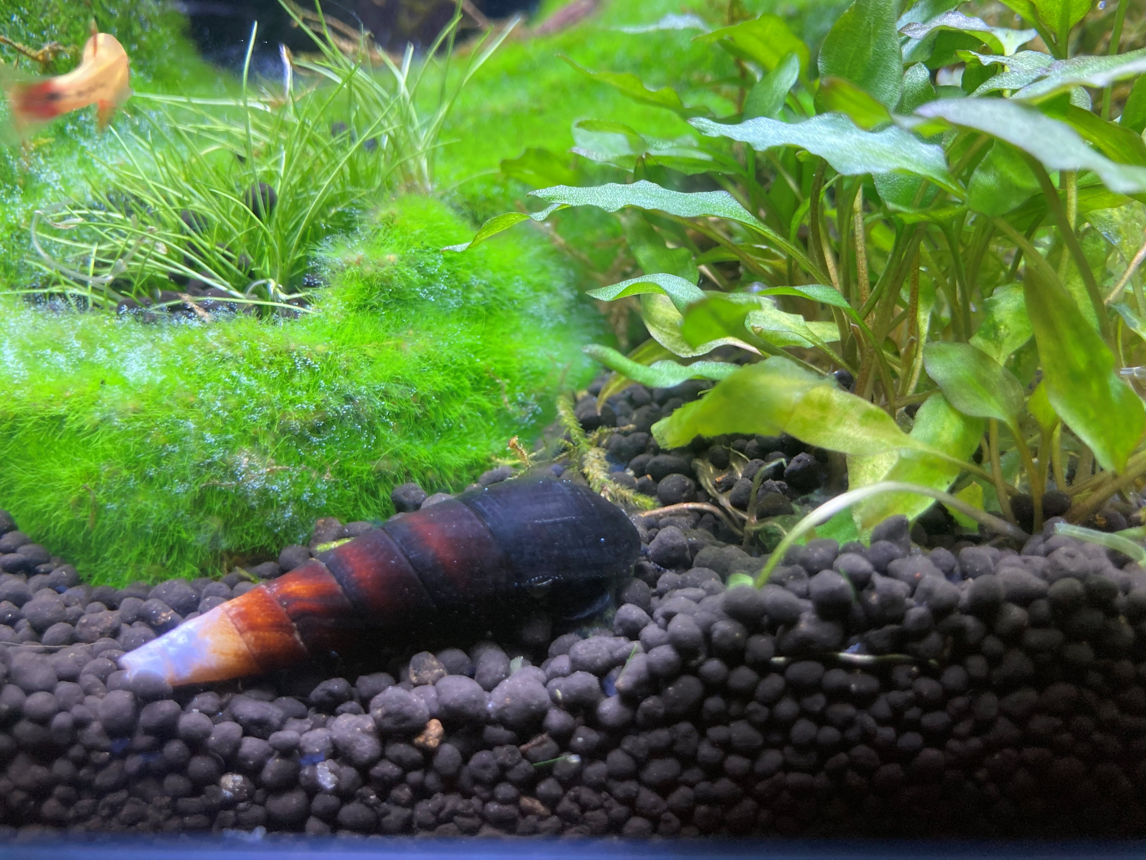 Orange Rabbit Snail