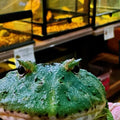 Samurai Blue Pacman Frog (Ceratophrys cranwelli) - photo courtesy @nilufar_malaysia, used with permission